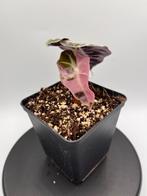 Alocasia Polly Pink Variegata - Zeldzame kamerplant, Overige soorten, In pot, Minder dan 100 cm, Groene kamerplant