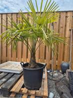 Palmboom winterhard(-18), 100 tot 250 cm, Zomer, Palmboom, Ophalen