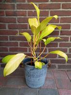 Grote Philodendron Lemon, Ophalen, Overige soorten, Halfschaduw, In pot