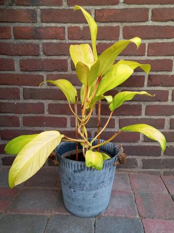 Grote Philodendron Lemon  beschikbaar voor biedingen