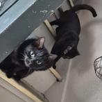 2 dames en 1 heer kat te koop, Dieren en Toebehoren, Katten en Kittens | Dekkaters