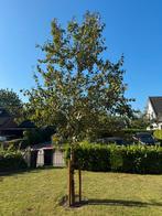 Volwassen sierappel boom Malus ‘Profusion’ – 5 meter hoog, Overige soorten, Lente, 400 cm of meer, Ophalen
