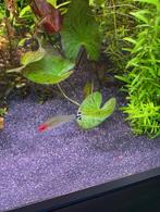 Groene Tijger lotus aquarium plant, Ophalen, Nieuw, Plant(en), Steen of Hout