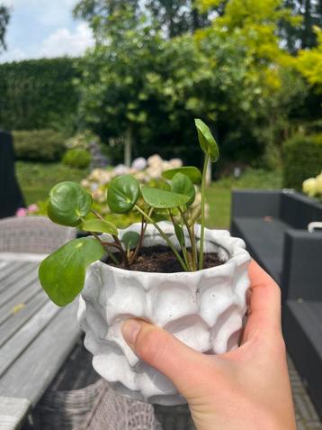 Pannenkoekplant Stekjes - Klaar om te Potten beschikbaar voor biedingen