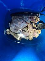 Levend en dood steen, Dieren en Toebehoren, Vissen | Aquaria en Toebehoren, Ophalen, Gebruikt, Plant(en), Steen of Hout
