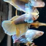 Betta splendens vrouw