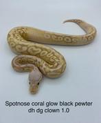 Spotnose coral glow black pewter dh dg clown man, Slang, 0 tot 2 jaar