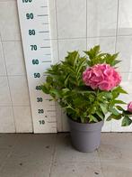 Hortensia in diverse kleuren, Tuin en Terras, Planten | Tuinplanten, Vaste plant, Halfschaduw, Zomer, Ophalen