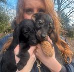 4(nog twee) prachtige kleine DoxiePoo (poedel x dwergtekkel), Parvo, Nederland, Overige rassen, 8 tot 15 weken
