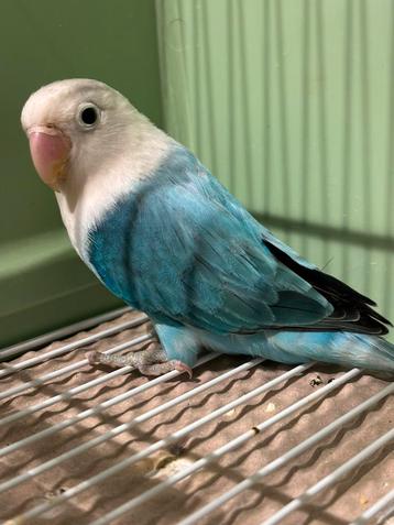 Mooie Jonge Agapornis Fischerie beschikbaar voor biedingen