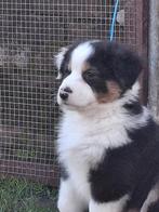 Australian Shepherd pups, Dieren en Toebehoren, Honden | Herdershonden en Veedrijvers, HCC (leverziekte), 8 tot 15 weken, Meerdere