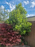 Laurier boom, Tuin en Terras, Bloeit niet, Halfschaduw, Overige soorten, 100 tot 250 cm