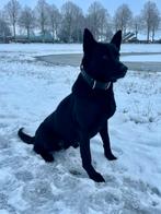 Ter dekking KNPV gecertificeerde zwarte mechelse herder, Rabiës (hondsdolheid), Reu, Eén hond, 3 tot 5 jaar