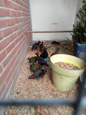 Koppel roul rouls  beschikbaar voor biedingen