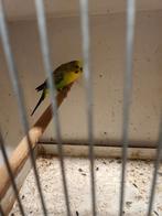 Blackwing groen zuiver tt waardig, Meerdere dieren, Parkiet