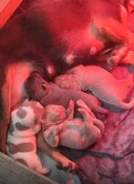 Jackrussel pups pyppys blue and tan en lilac, Jack Russell Terriër, 8 tot 15 weken, Meerdere, Meerdere dieren