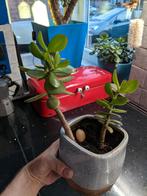 crassula ovata jade plant, Huis en Inrichting, Ophalen, Vetplant, In pot, Minder dan 100 cm