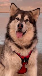 Alaska Malamute zoekt een nieuw thuis!, Dieren en Toebehoren, Particulier, Rabiës (hondsdolheid), 3 tot 5 jaar, Poolhond
