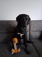 Lieve hond zoekt iemand die hem wil uitlaten, Dieren en Toebehoren, Ophalen of Verzenden