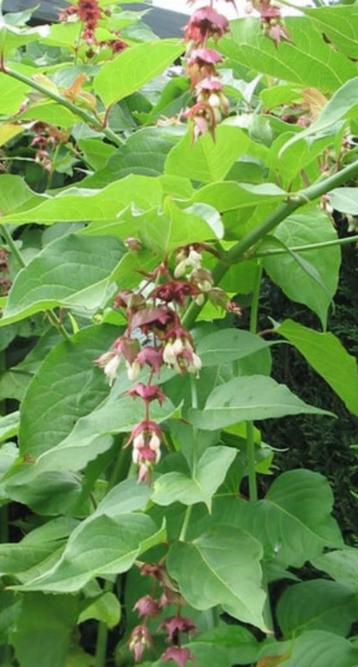 Fazantenbes (leycesteria formosa) beschikbaar voor biedingen