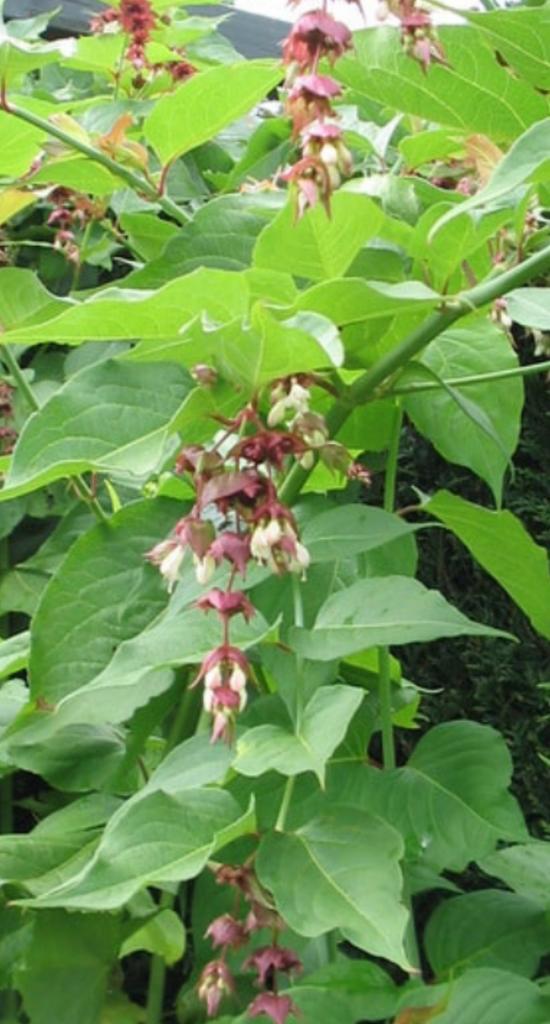 Fazantenbes (leycesteria formosa), Tuin en Terras, Bloembollen en Zaden, Zaad, Gehele jaar, Halfschaduw, Ophalen