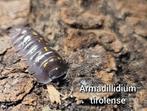 Armadillidium tirolense, Dieren en Toebehoren, Insecten en Spinnen, Overige soorten
