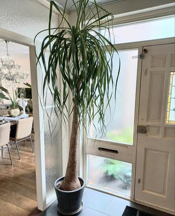 Zeer grote beaucarnea of olifantspoot beschikbaar voor biedingen