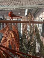 Te koop diverse vogels, Dieren en Toebehoren, Vogels | Overige Vogels, Meerdere dieren, Tropenvogel