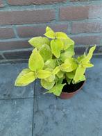 Coleus plant, Huis en Inrichting, Kamerplanten, Ophalen of Verzenden, Halfschaduw, Minder dan 100 cm