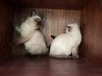 Leuke, lieve Britse Korthaar kittens., Kater, Ontwormd, 0 tot 2 jaar