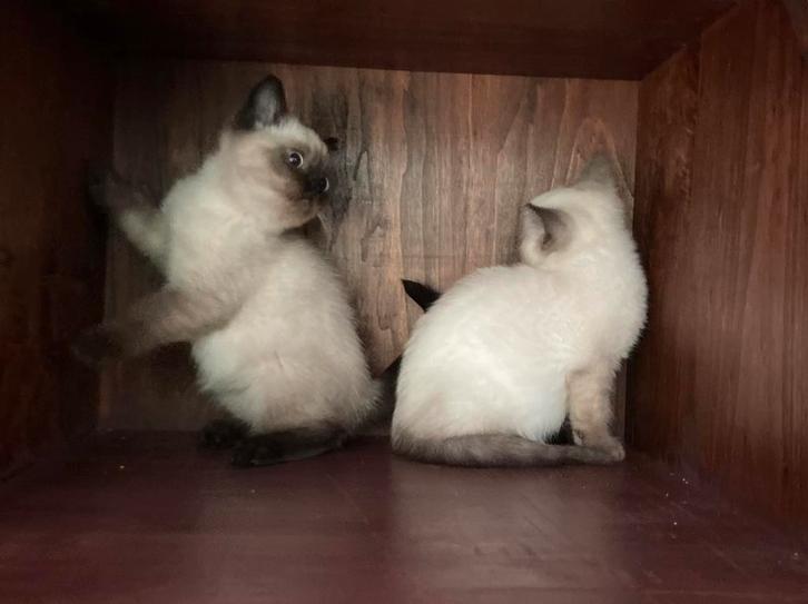 Leuke, lieve Britse Korthaar kittens., Dieren en Toebehoren, Katten en Kittens | Raskatten | Korthaar, Kater, 0 tot 2 jaar, Ontwormd