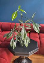 Philodendron 68696, Huis en Inrichting, Kamerplanten, Ophalen, Overige soorten, Minder dan 100 cm