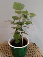 Wijnbes 🌿 Ruil mij!!🌿, Ophalen, Zomer, Volle zon