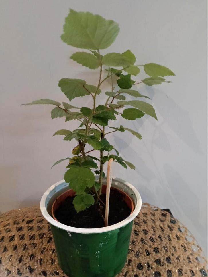 Wijnbes 🌿 Ruil mij!!🌿, Tuin en Terras, Planten | Tuinplanten, Volle zon, Zomer, Ophalen