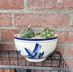 Cactus, Ophalen, Minder dan 100 cm, Volle zon, In pot