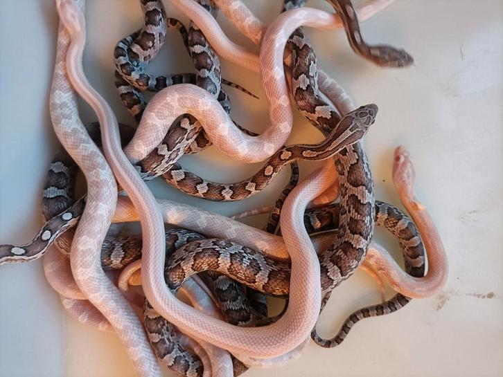 Jonge rattenslangen