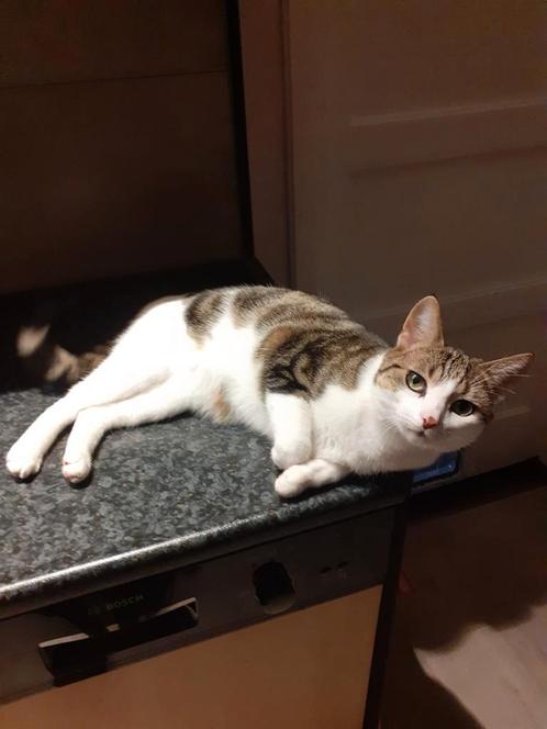 Lieve huiskat gratis, Dieren en Toebehoren, Katten en Kittens | Overige Katten, Kater