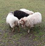 Ouessant schapen, Dieren en Toebehoren, Vrouwelijk, Schaap