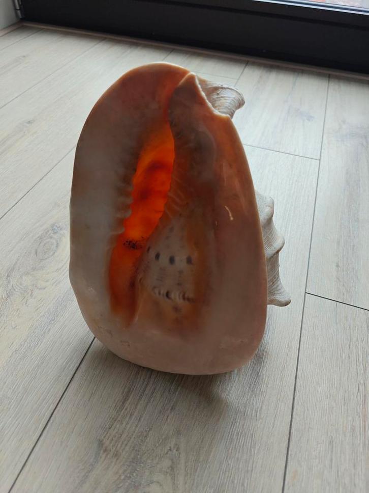 Grote Cassis Cornuta Schelp, Huis en Inrichting, Woonaccessoires | Overige, Ophalen of Verzenden