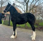 Shires te koop alle leeftijden  merries hengsten ruinen, Dieren en Toebehoren, Paarden, 175 cm of meer, Gechipt, Niet van toepassing