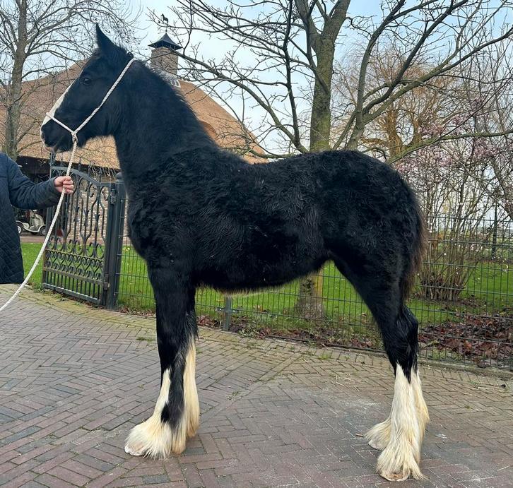 Shires te koop alle leeftijden  merries hengsten ruinen, Dieren en Toebehoren, Paarden, Meerdere dieren, Niet van toepassing, 175 cm of meer