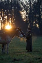 Stalling gezocht voor 4 paarden (eigen beheer), Dieren en Toebehoren, Stalling en Weidegang, Weidegang, 2 of 3 paarden of pony's