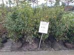 100-125 cm Portugese laurier €15,- pst Prunus lusitanica ang, Ophalen of Verzenden, Laurier, Struik, 100 tot 250 cm