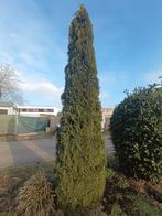 Gratis Conifeer Zuil, Volle zon, Bloeit niet, Ophalen of Verzenden, 250 tot 400 cm