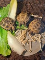 Opvang gezocht, Schildpad, 0 tot 2 jaar