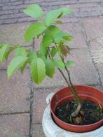 Walnootboompje in pot 30cm hoog ca.2 jaar oud., Tuin en Terras, Planten | Bomen, Overige soorten, Minder dan 100 cm, Zomer, Ophalen