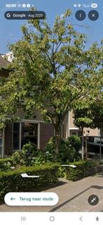 Boom, Tuin en Terras, Planten | Bomen, Ophalen, Volle zon, Overige soorten