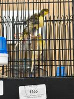 Gezocht 1 Zuid-Hollandse frise man., Mannelijk, Postuurkanarie