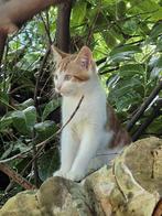 Lieve kittens, Dieren en Toebehoren, Meerdere dieren, Kortharig, 0 tot 2 jaar
