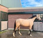 Top gefokte 2.5 jarige e- pony valkruin, Dieren en Toebehoren, Pony's, E pony (1.48m - 1.57m), Gechipt, Ruin, Dressuurpony
